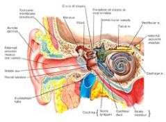 Human Anatomy - Ken To Fude No Ryu Kenshu Kai Karate - Soke Solly Said